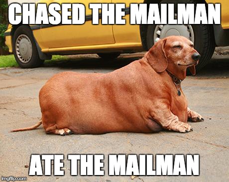 fat-dachshund-meme-1
